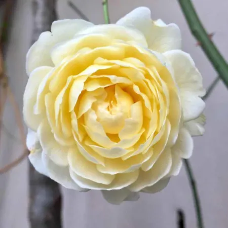 לינה וארוחת בוקר Residenza Elisa