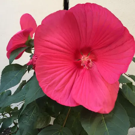 Residenza Elisa לינה וארוחת בוקר