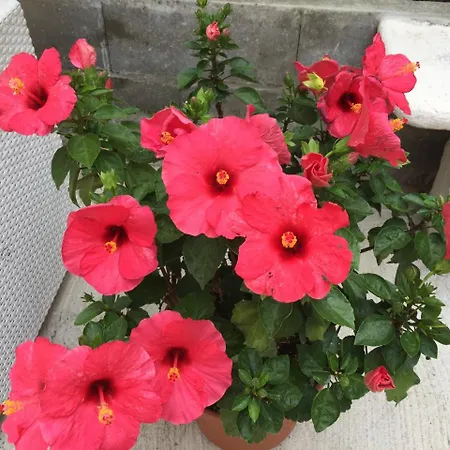 Residenza Elisa לינה וארוחת בוקר