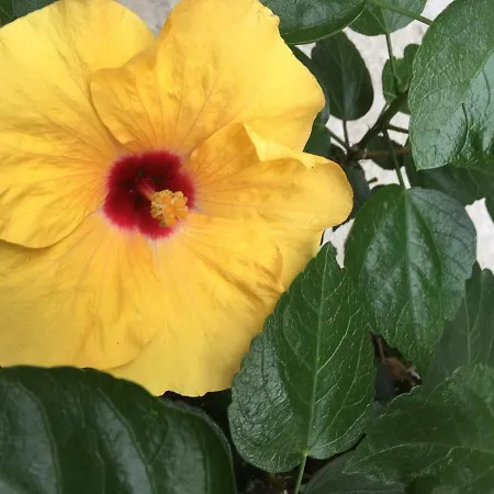 Residenza Elisa 4* דסנזאנו דל גארדה